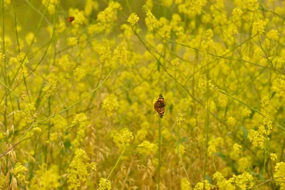 DSC_6490 (Large).JPG